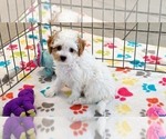 Small #8 Cavapoo (Miniature)-Poodle (Toy) Mix