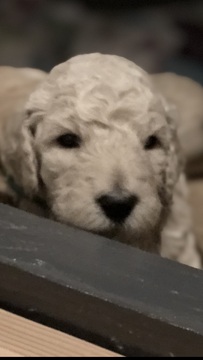 Medium Photo #2 Goldendoodle Puppy For Sale in EL MIRAGE, AZ, USA