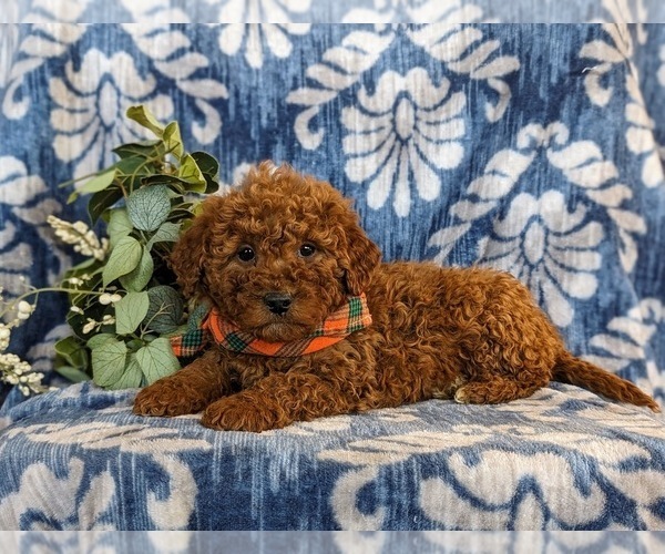 Medium Photo #4 Goldendoodle (Miniature) Puppy For Sale in LINCOLN UNIVERSITY, PA, USA