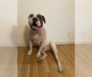 American Bulldog Dogs for adoption in St. Louis Park, MN, USA
