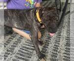 Small #1 American Pit Bull Terrier Mix