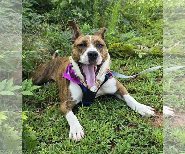 Medium Photo #2 Mutt Puppy For Sale in Shelburne, VT, USA