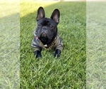 Small Photo #1 French Bulldog Puppy For Sale in HOLLISTER, CA, USA