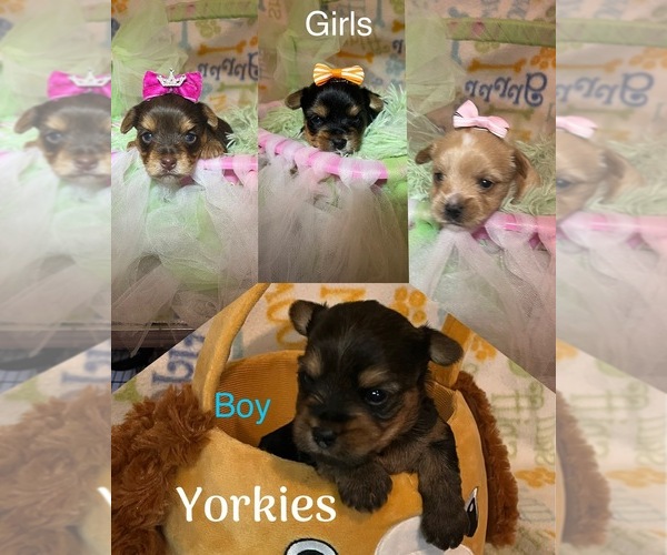 Medium Photo #1 Yorkshire Terrier Puppy For Sale in SPRINGFIELD, TN, USA
