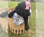 Small Photo #11 Goldendoodle Puppy For Sale in MEMPHIS, TN, USA