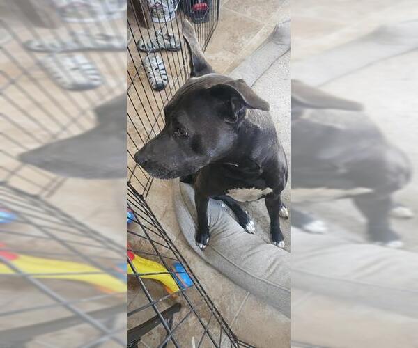 Medium Photo #1 Labrador Retriever-Unknown Mix Puppy For Sale in San Antonio, TX, USA