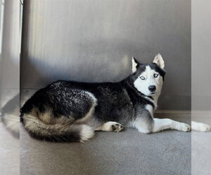 Siberian Husky Dogs for adoption in San Bernardino, CA, USA