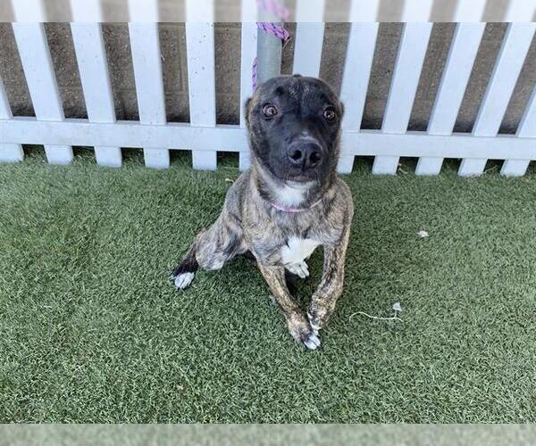 Medium Photo #1 American Pit Bull Terrier-Unknown Mix Puppy For Sale in Modesto, CA, USA