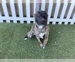 Small American Pit Bull Terrier Mix