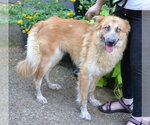Small #2 Golden Shepherd