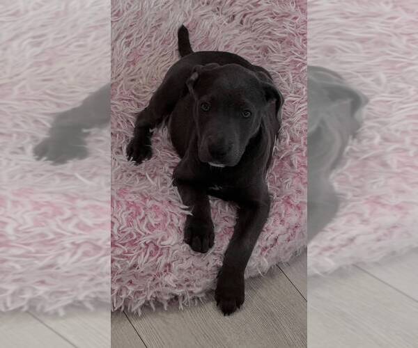 Medium Photo #1 Labrador Retriever-Unknown Mix Puppy For Sale in Oakland Park , FL, USA