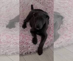 Labrador Retriever-Unknown Mix Dogs for adoption in Oakland Park , FL, USA