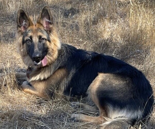Medium Photo #1 King Shepherd Puppy For Sale in PEACH SPRINGS, AZ, USA