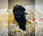 Small Photo #2 Aussiedoodle Puppy For Sale in CROSSVILLE, TN, USA