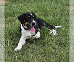 Small #3 Border Collie Mix