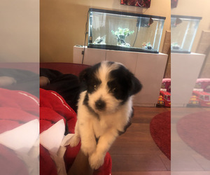 Fox Terrier (Toy) Puppy for sale in SYLMAR, CA, USA