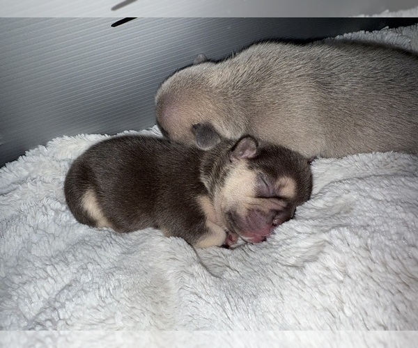 Medium Photo #9 French Bulldog Puppy For Sale in BIG RAPIDS, MI, USA