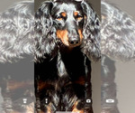 Small Photo #1 Dachshund Puppy For Sale in CHATTANOOGA, TN, USA