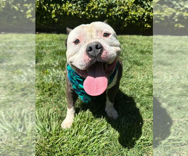 Medium Photo #1 American Bulldog-American Staffordshire Terrier Mix Puppy For Sale in Redlands, CA, USA