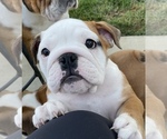 Small Photo #37 Bulldog Puppy For Sale in NORCO, CA, USA