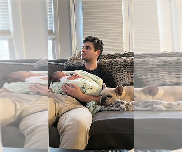 Medium Photo #4 French Bulldog Puppy For Sale in Raleigh, NC, USA