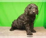 Small Photo #6 Labradoodle Puppy For Sale in SHAWNEE, OK, USA