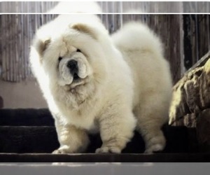 Mother of the Chow Chow puppies born on 09/11/2026