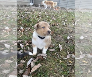 Collie Puppy for sale in FORT WAYNE, IN, USA