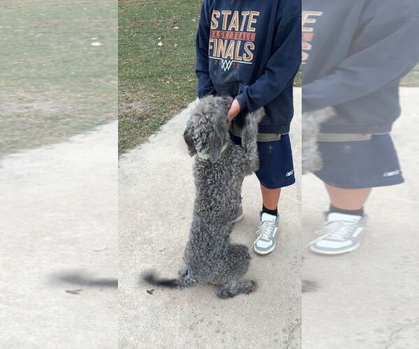 Medium Photo #4 Poodle (Standard) Puppy For Sale in Harrison, AR, USA