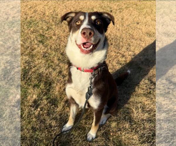 Medium Photo #5 Mutt Puppy For Sale in Woodbury, NY, USA