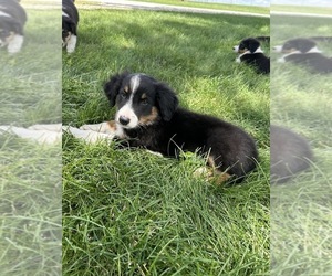 English Shepherd Puppy for sale in HUMBOLDT, IA, USA