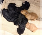 Small #2 Labradoodle