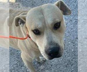 Labrador Retriever-Unknown Mix Dogs for adoption in Houston, TX, USA