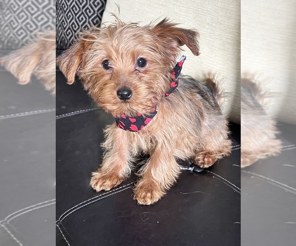 Medium Photo #9 Yorkipoo Puppy For Sale in RICHMOND, IL, USA