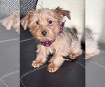 Small #8 Yorkipoo