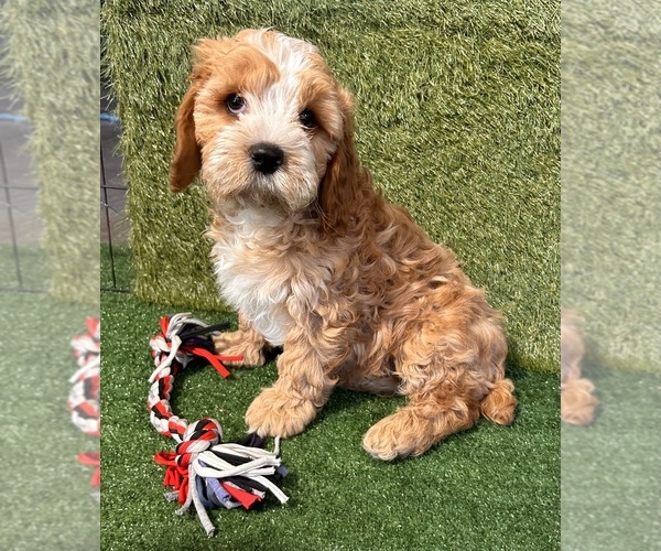 Medium Photo #3 Cavapoo (Miniature) Puppy For Sale in MIDDLEBURY, IN, USA