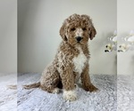 Small #2 Goldendoodle