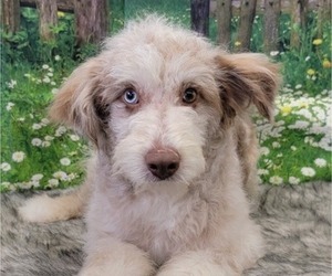 Bordoodle Puppy for sale in BLAKESBURG, IA, USA