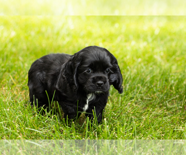 Medium Photo #27 Cocker Spaniel Puppy For Sale in NAPPANEE, IN, USA