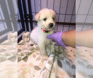 Poodle (Standard)-Siberian Husky Mix Puppy for sale in SANGER, CA, USA
