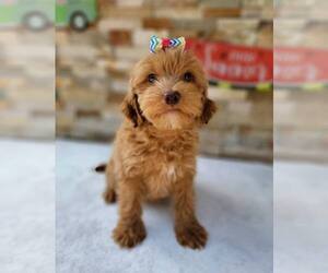 Goldendoodle Puppy for sale in KISSIMMEE, FL, USA