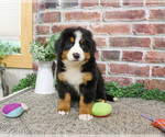 Small #4 Bernese Mountain Dog