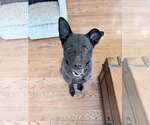Small #5 Mutt