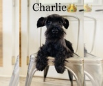 Small Photo #5 Schnauzer (Miniature) Puppy For Sale in COOKEVILLE, TN, USA