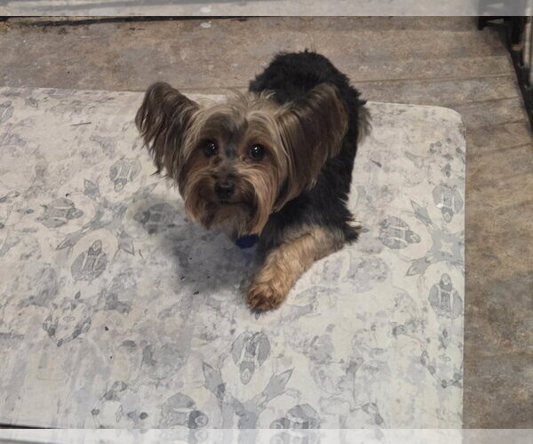 Medium Photo #1 Mutt Puppy For Sale in Spring, TX, USA
