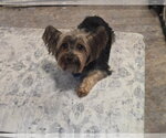 Small Mutt
