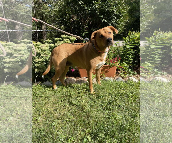 Medium Photo #8 Labrador Retriever-Rhodesian Ridgeback Mix Puppy For Sale in Techny, IL, USA