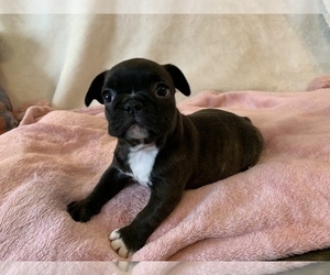 French Bulldog Puppy for sale in JOHNS ISLAND, SC, USA