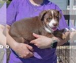 Small #1 American Staffordshire Terrier-Boston Terrier Mix