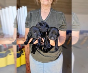 Labrador Retriever Puppy for sale in WAGENER, SC, USA